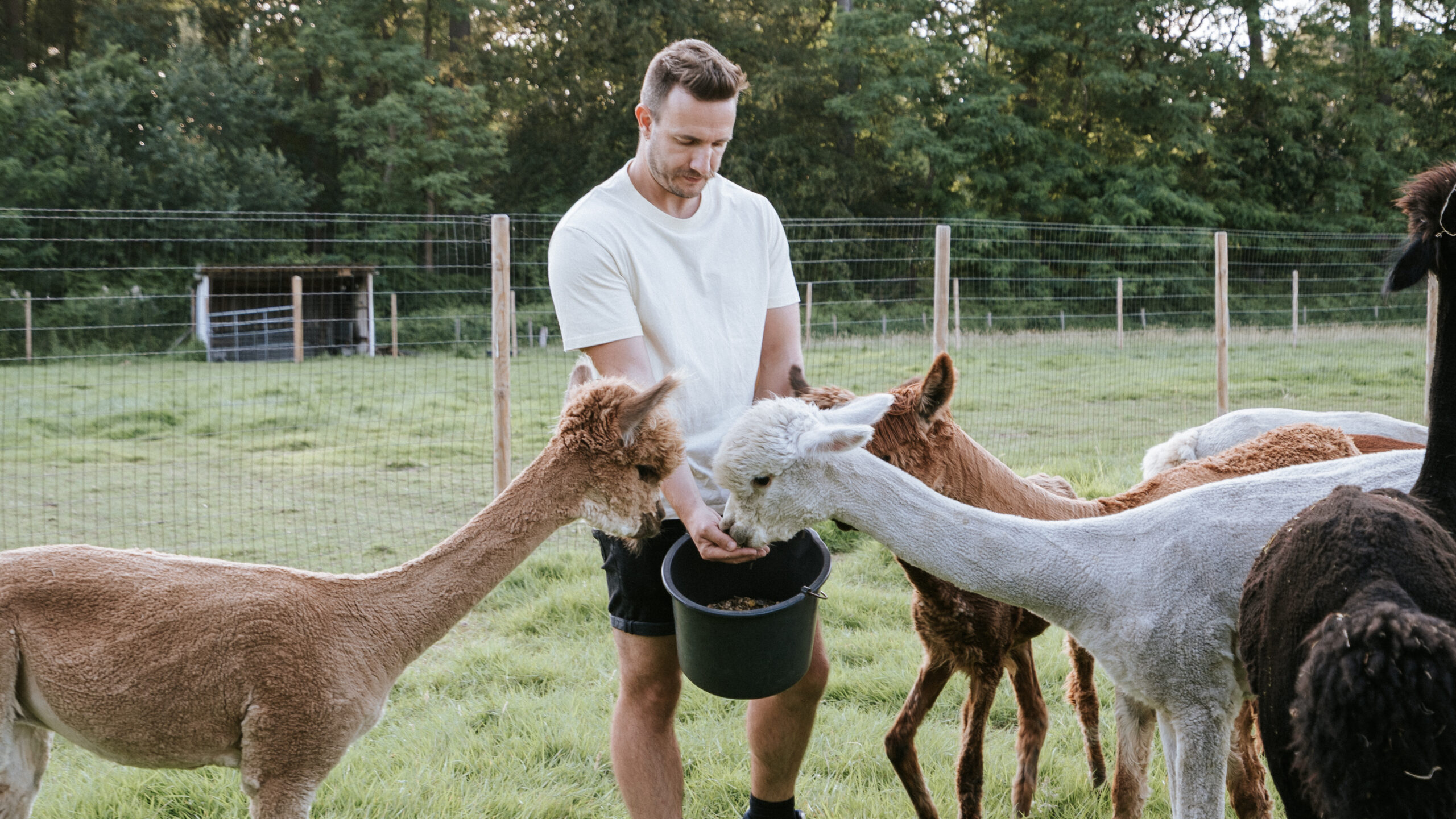 Alpaca's bij Alpaca Massenhoven