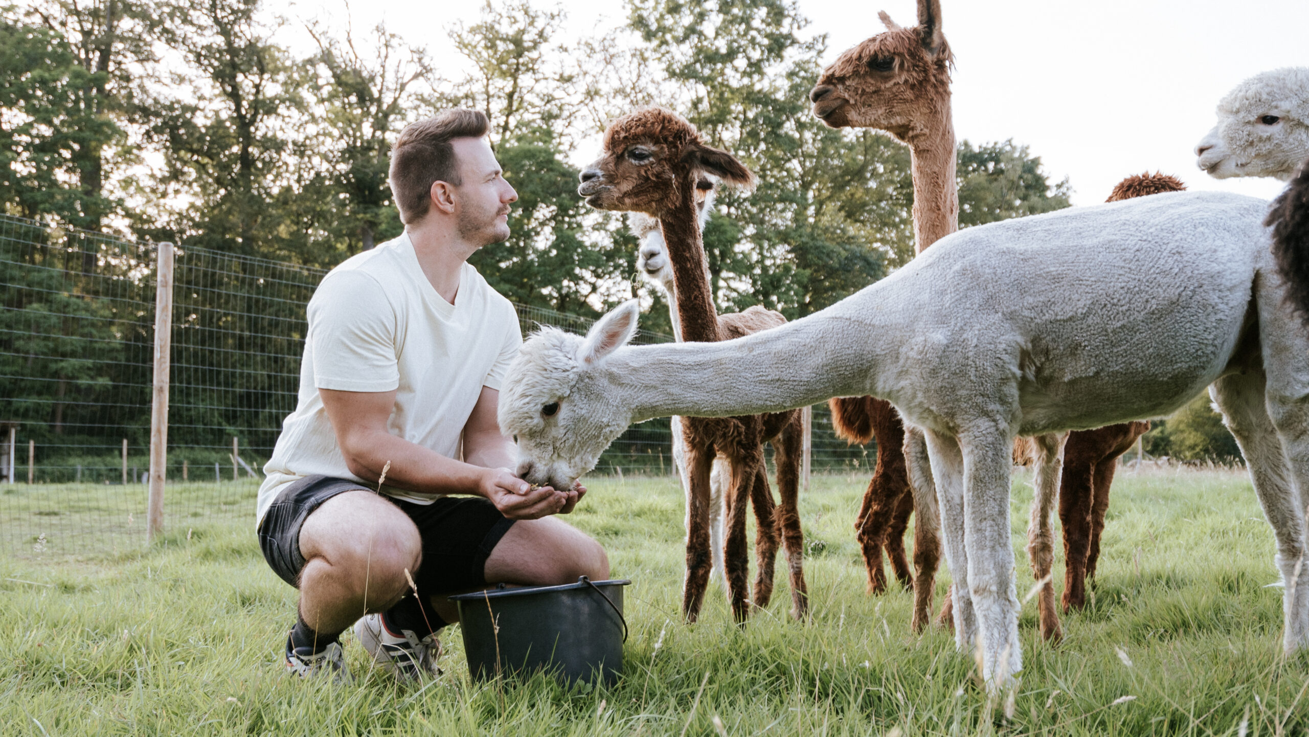 Joris bij Alpaca Massenhoven
