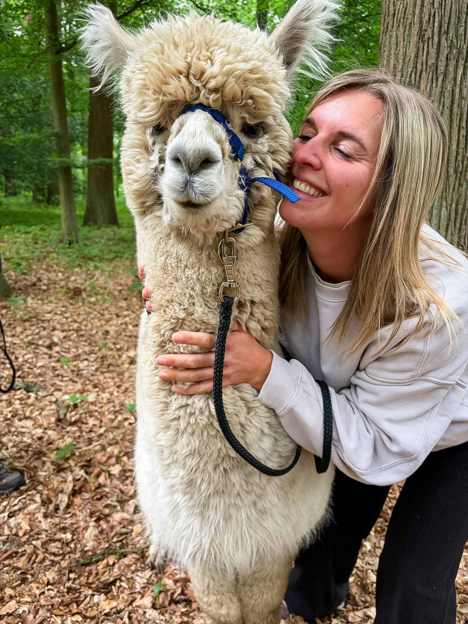 Rustig contact met een alpaca tijdens de wandeling